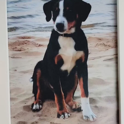 Kissen bedruckt mit Tier Foto: Haustier, Hund, Katze, Vogel, usw. | 50 x 50 cm